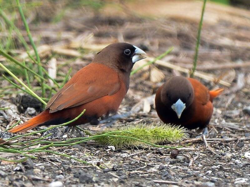 Chestnut Munia, 照片 3