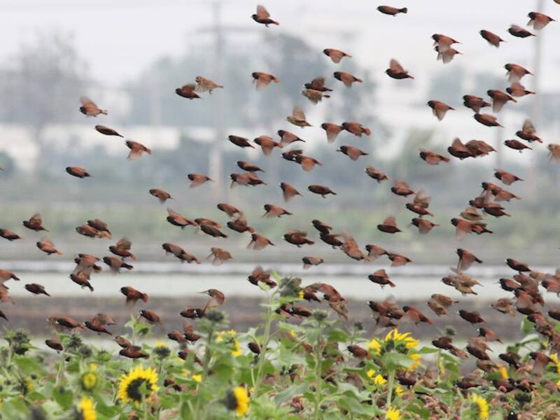 Chestnut Munia, 照片 4
