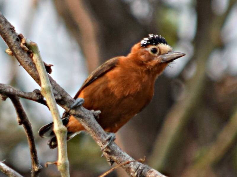 Picchio nano cannella, Foto 4