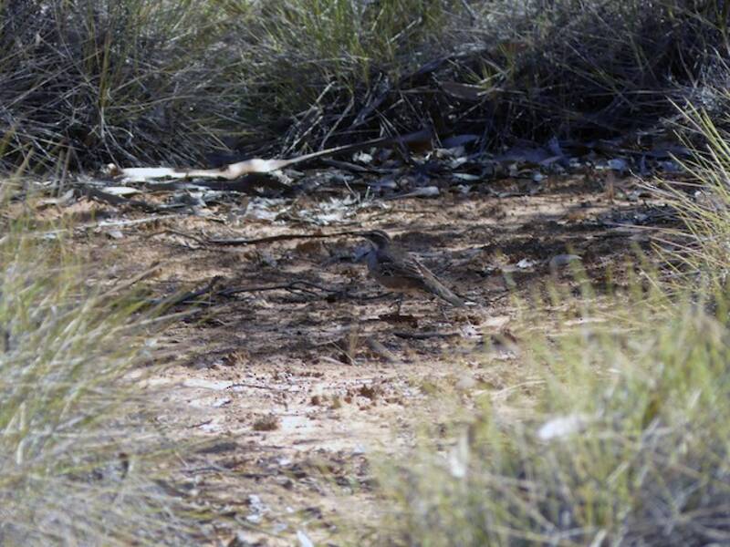 Chestnut Quail-thrush (Cinclosoma castanotum)