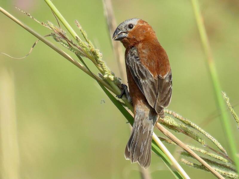 Sporofila cannella, Foto 3