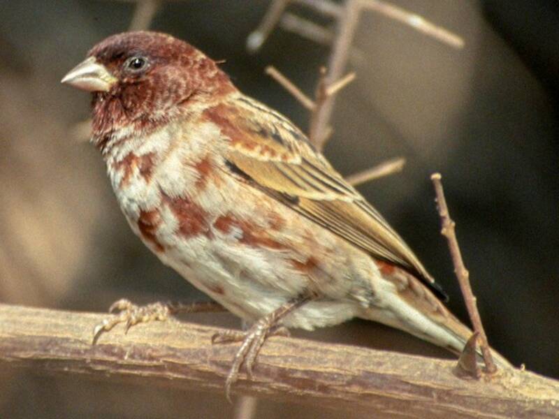 Chestnut Sparrow (Passer eminibey)