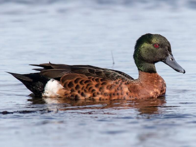 Anatra castana, Foto 4