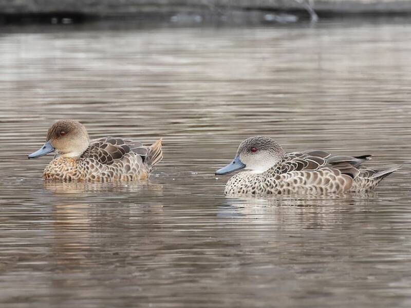 Chestnut Teal