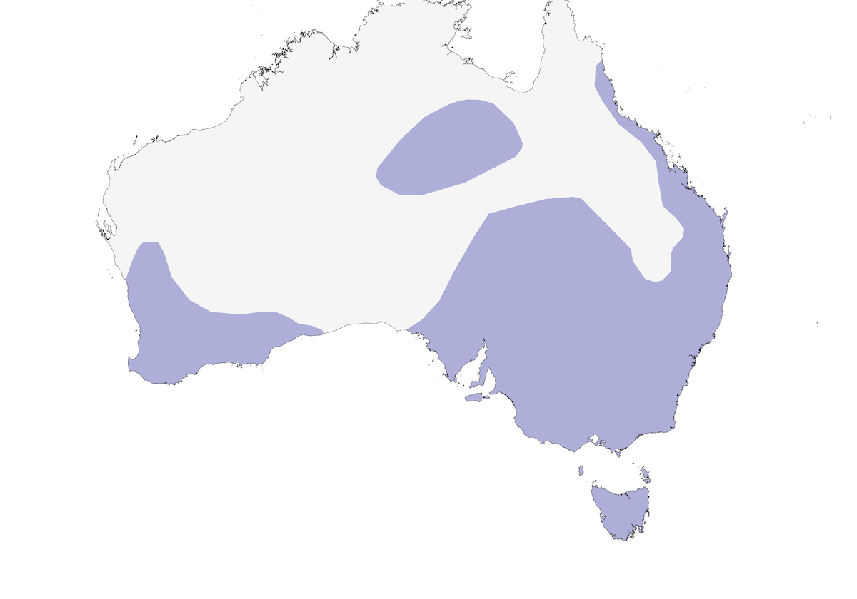 Anatra castana, Distribuzione 1