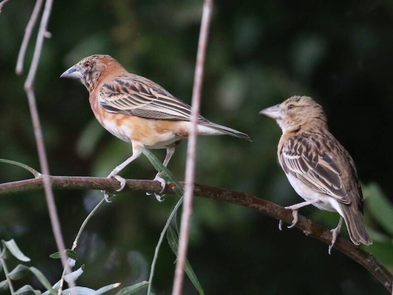 Chestnut Weaver