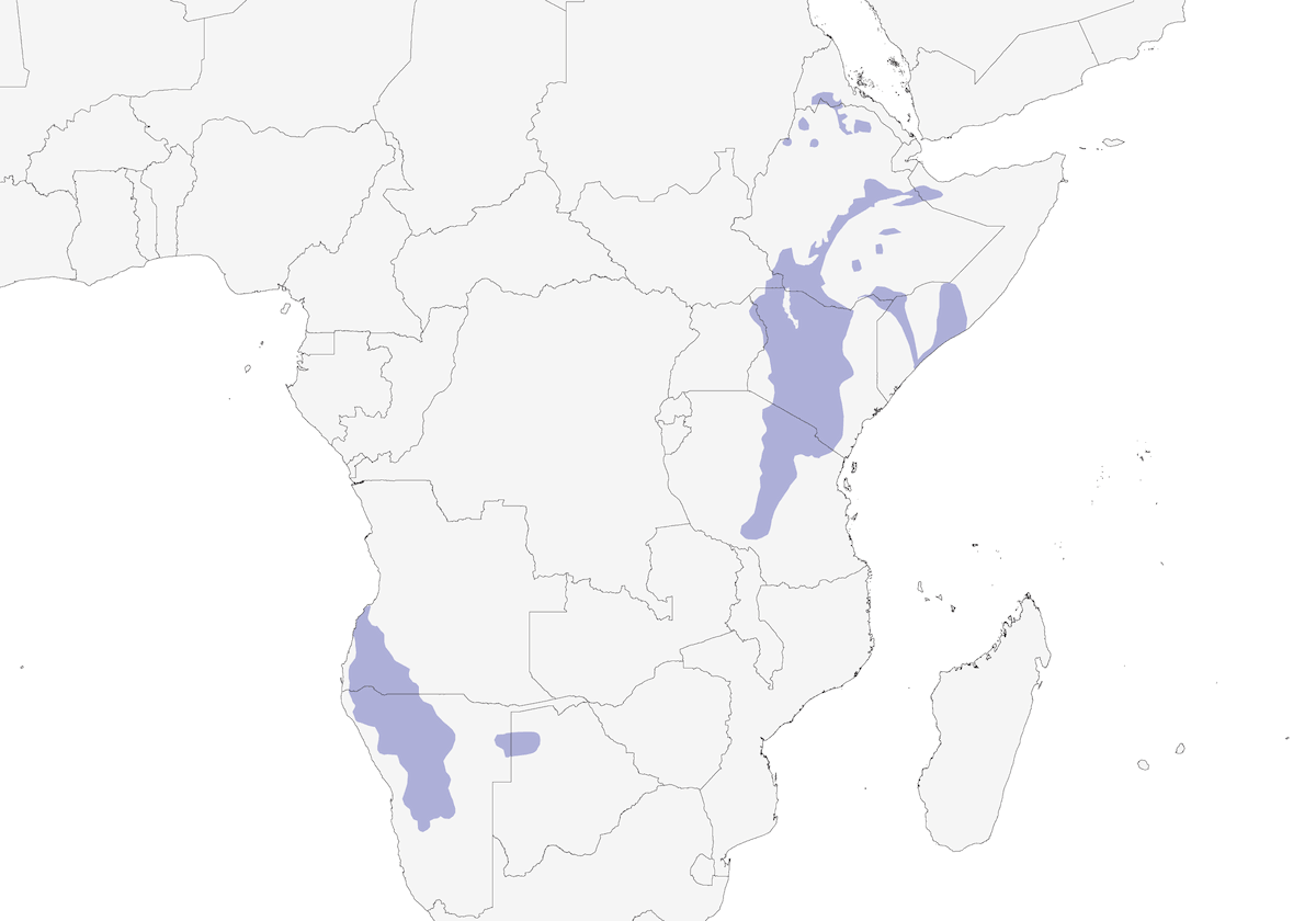 Tejedor castaño, Distribución 1