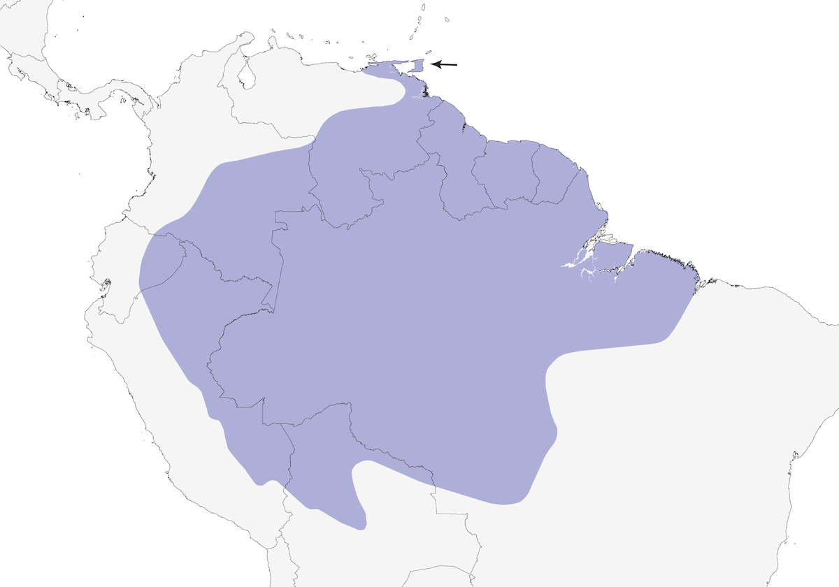 Picchio castano, Distribuzione 1
