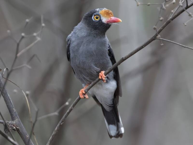 Chestnut-fronted Helmetshrike, 照片 3