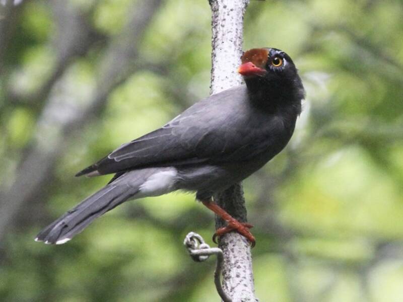Chestnut-fronted Helmetshrike, 照片 2