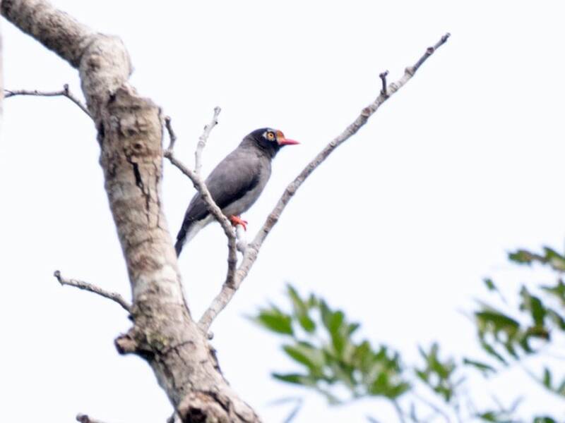 Chestnut-fronted Helmetshrike, 照片 4