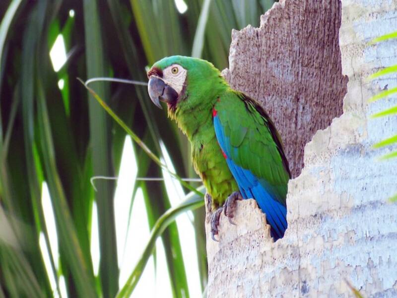 Chestnut-fronted Macaw, 照片 4