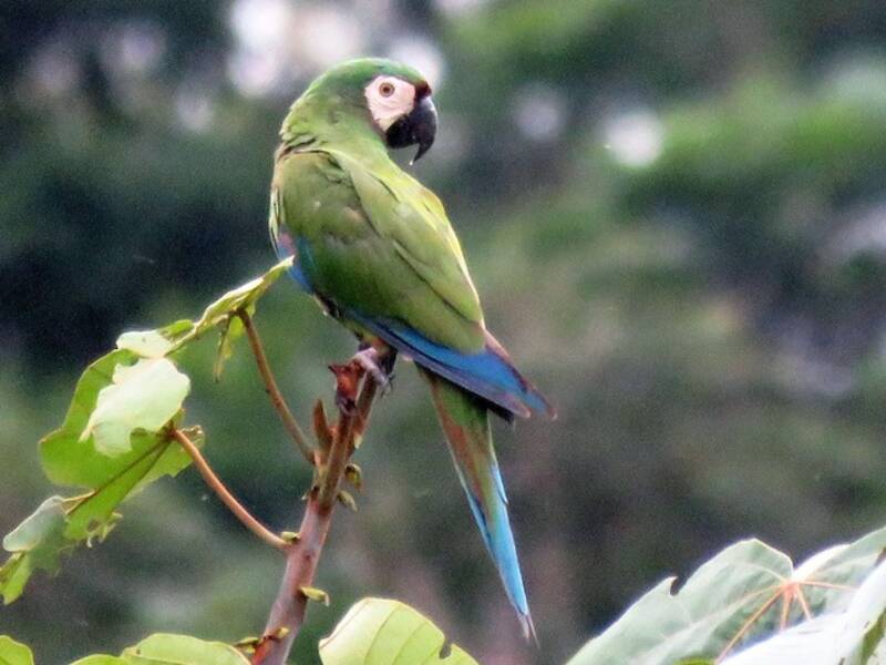 Chestnut-fronted Macaw, 照片 3