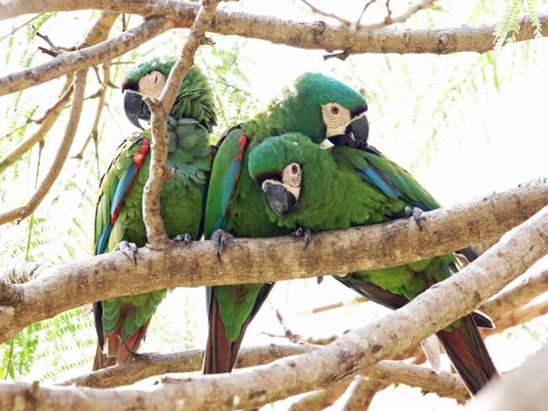 Chestnut-fronted Macaw