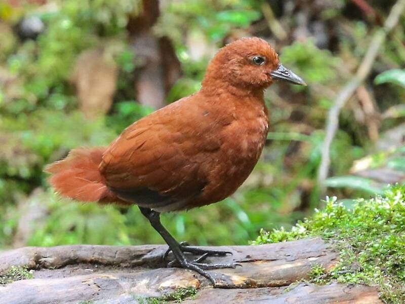 Rallo castano di foresta, Foto 2