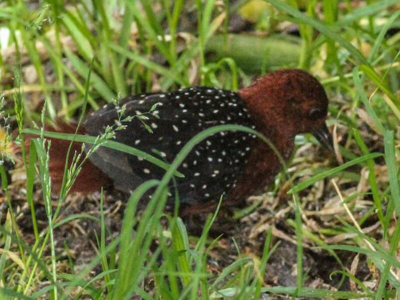 Rallo castano di foresta
