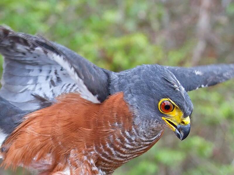 Chestnut-flanked Sparrowhawk