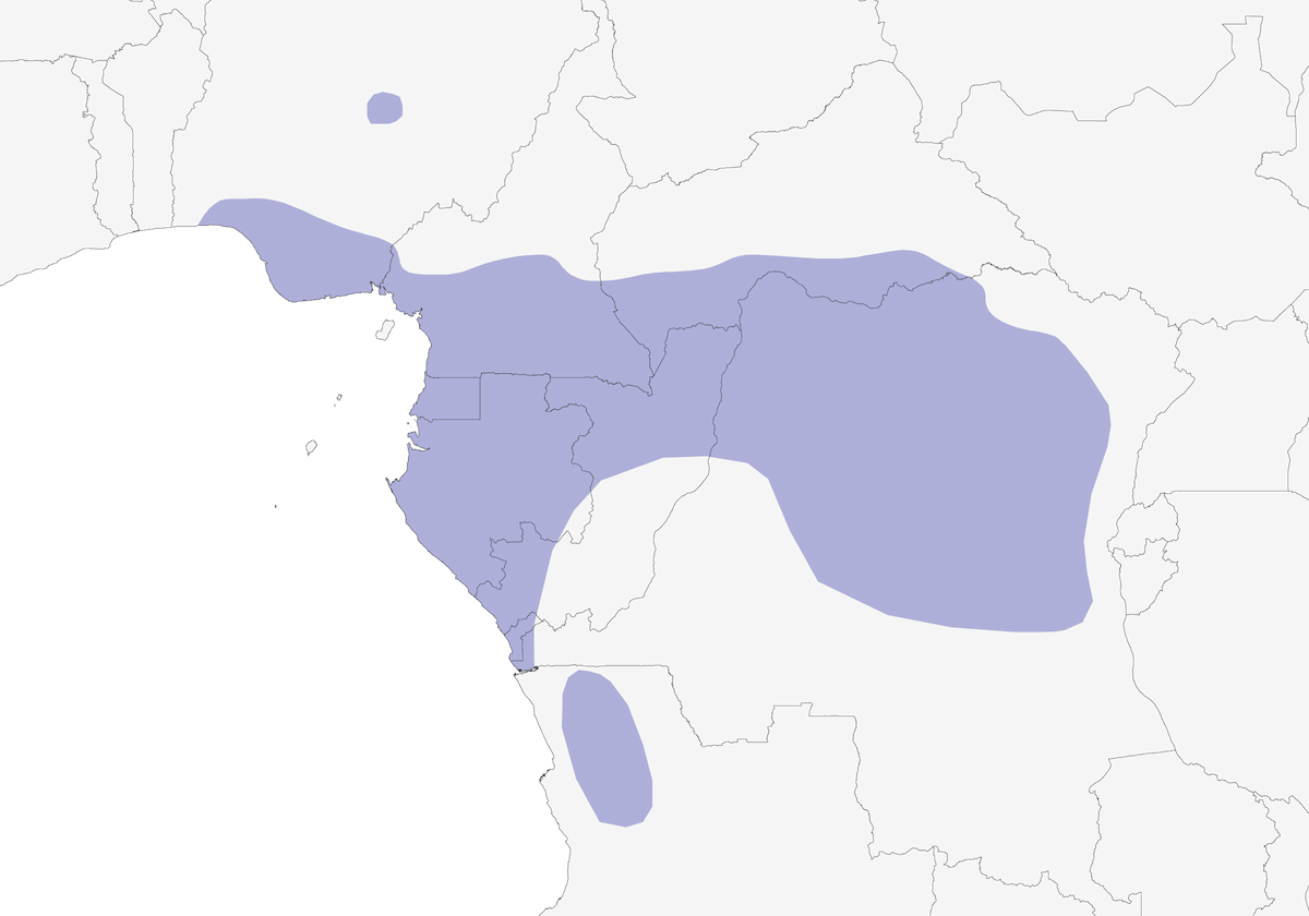 Gavilán de Flancos Castaños, Distribución 1