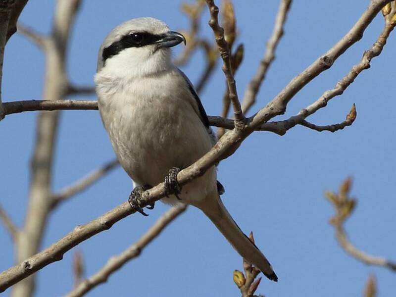 Chinese Gray Shrike, 照片 2
