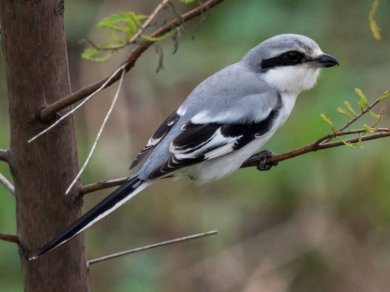 Chinese Gray Shrike, 照片 3