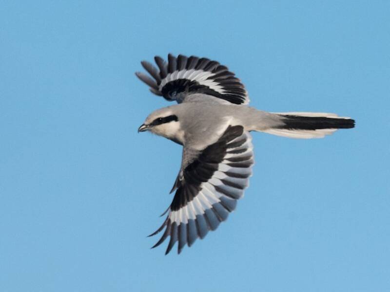 Chinese Gray Shrike, 照片 4