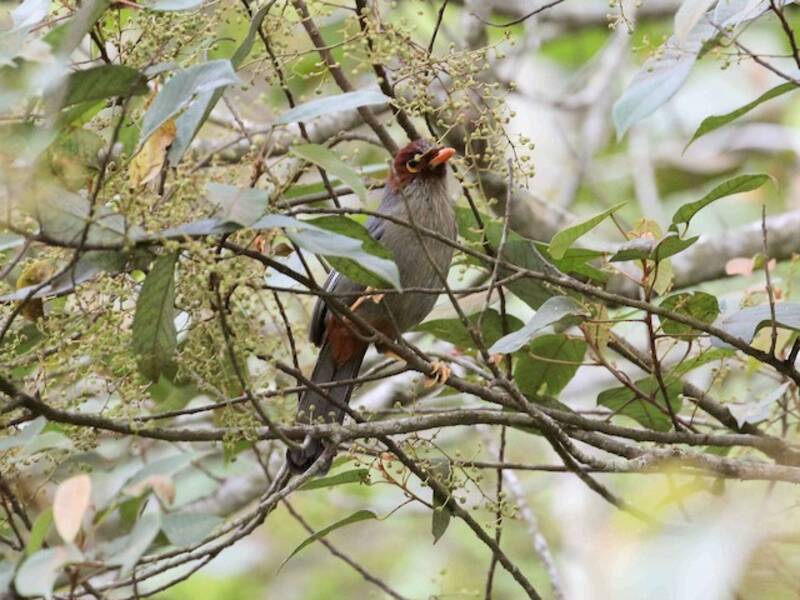 Chestnut-hooded Laughingthrush (Pterorhinus treacheri)
