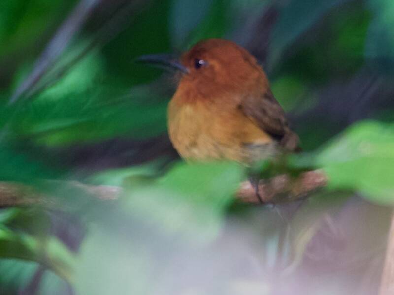 Chestnut-headed Nunlet, Photos 2