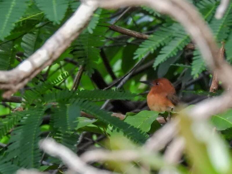 Chestnut-headed Nunlet, Photos 3
