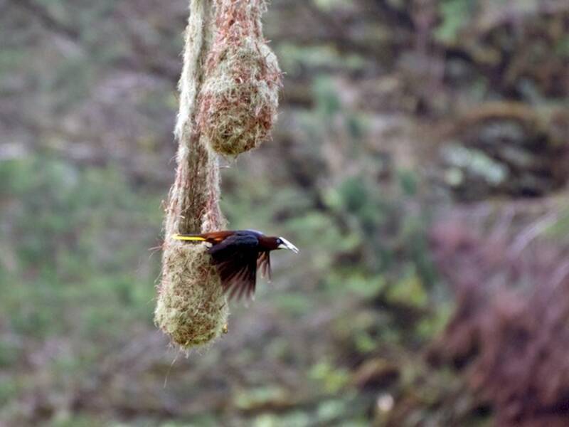 Chestnut-headed Oropendola