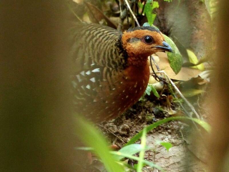 Perdicilla cabecicastaña, Fotos 3