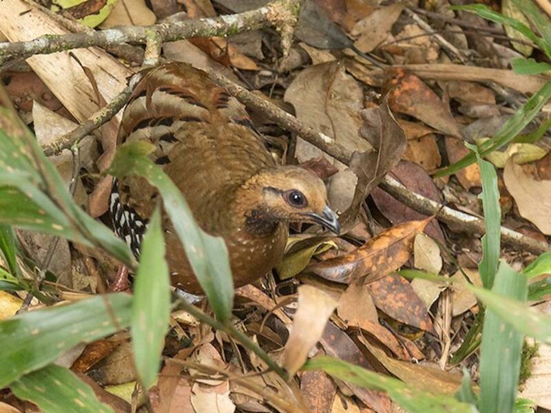 Perdicilla cabecicastaña, Fotos 4