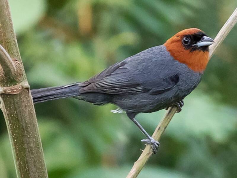 Chestnut-headed Tanager, Photos 2