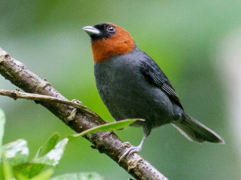 Chestnut-headed Tanager, Photos 4