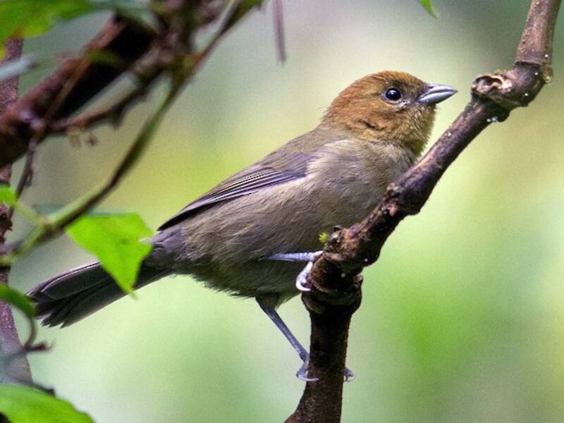 Chestnut-headed Tanager, Photos 3