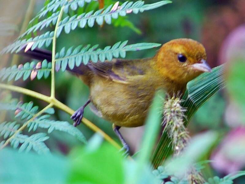 Chestnut-headed Tanager