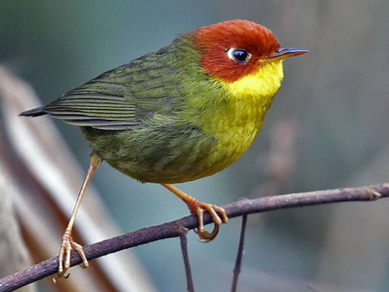 Chestnut-headed Tesia, 照片 3
