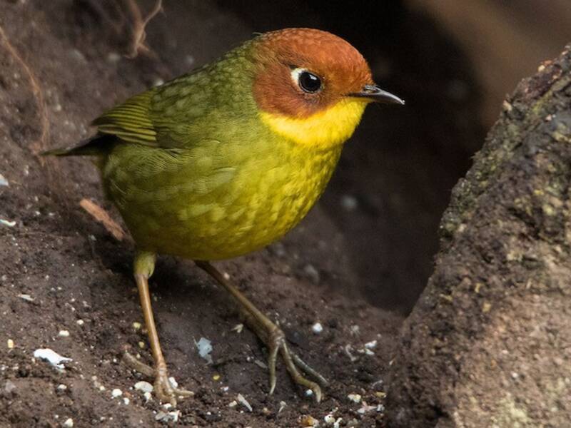 Chestnut-headed Tesia, 照片 4