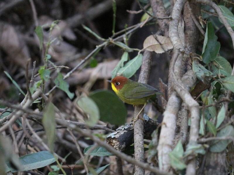 Chestnut-headed Tesia, 照片 2