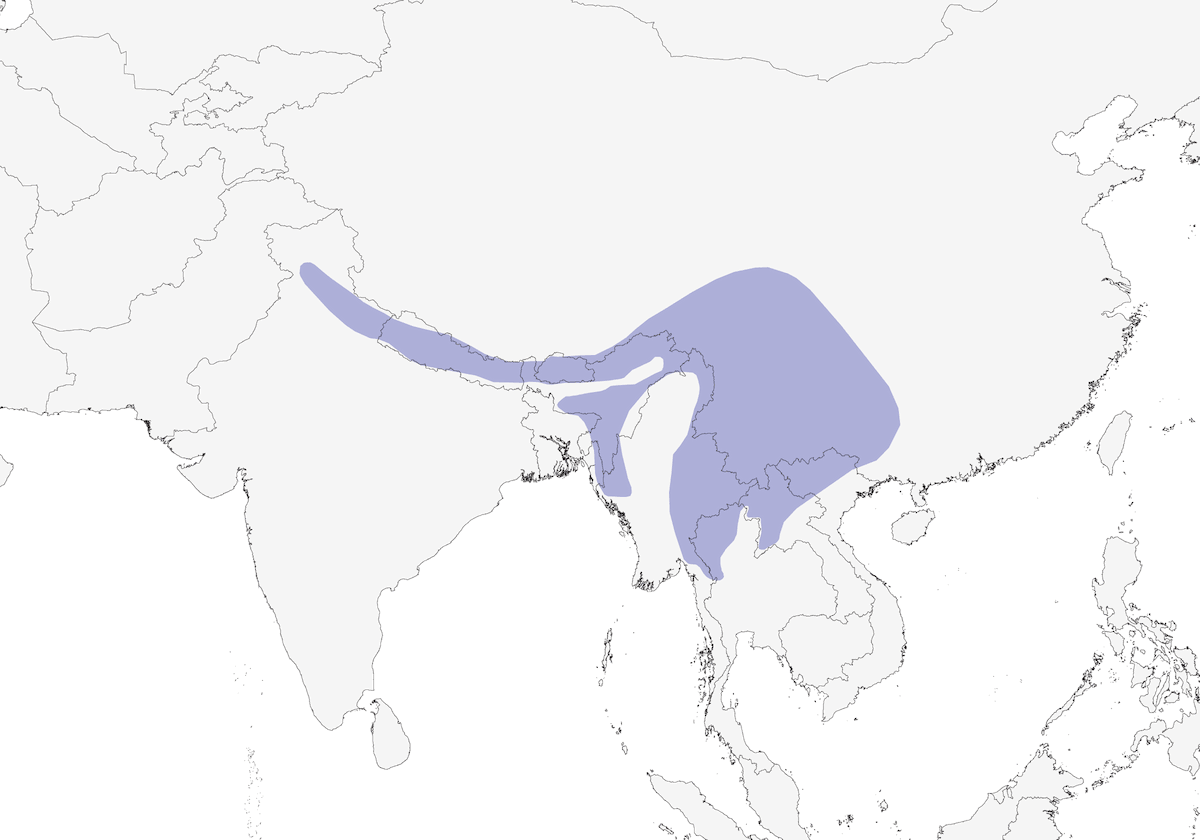 Chestnut-headed Tesia, 分布 1