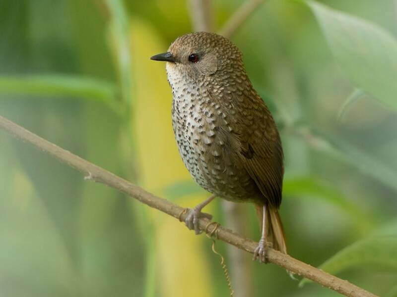Chin Hills Wren-Babbler