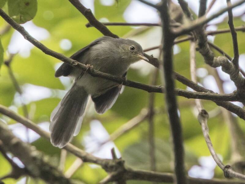 Apalis de Chirinda, Photos 3