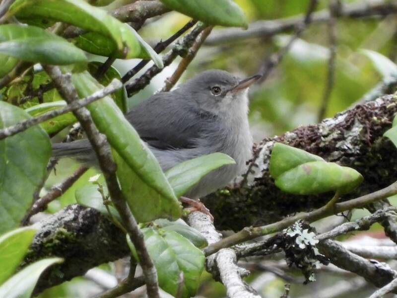 Apalis de Chirinda, Photos 2
