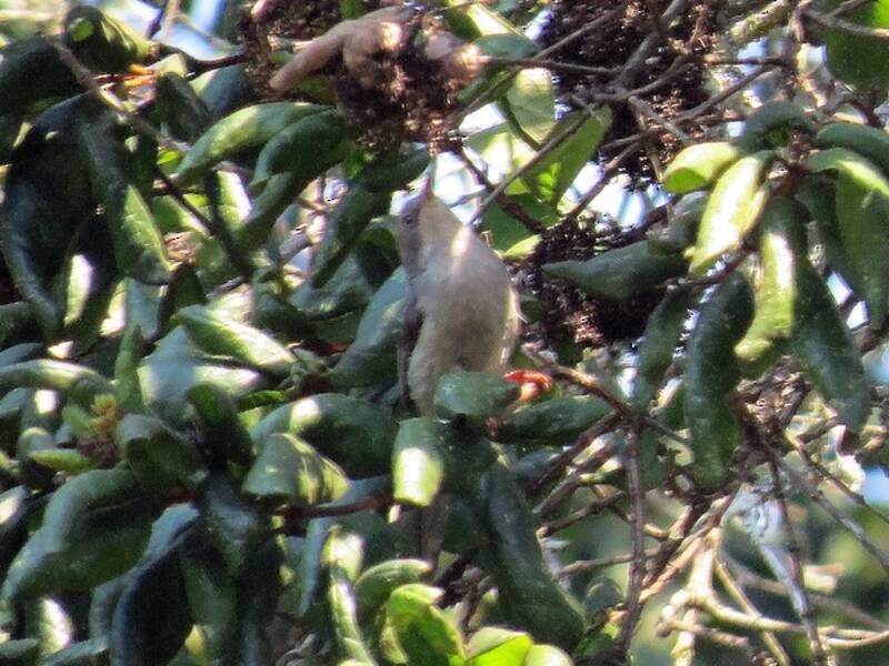 Apalis di Chirinda
