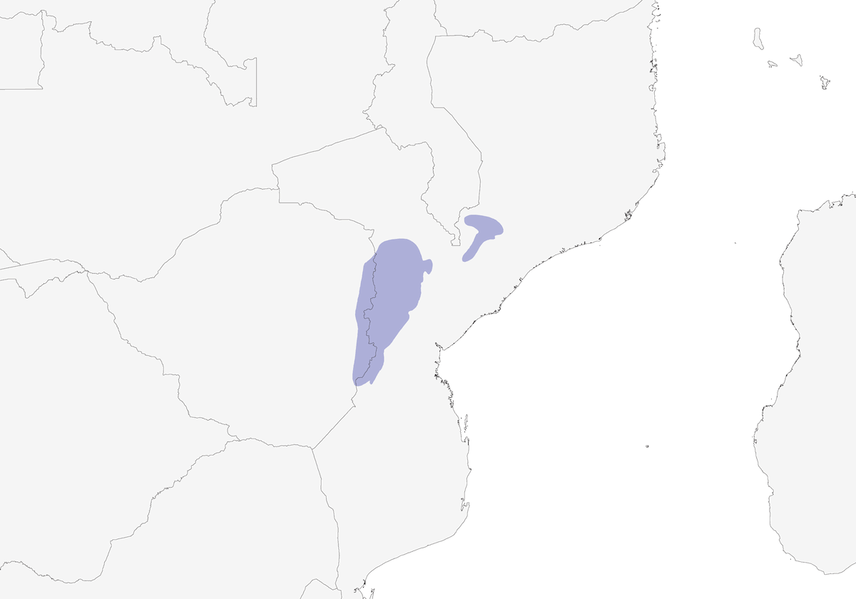 Apalis de Chirinda, Distribution 1