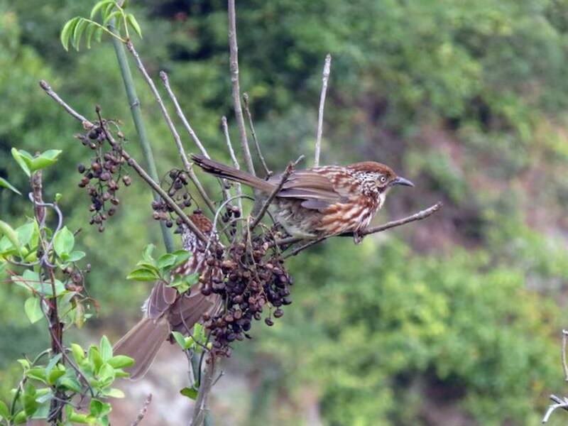 Babax de Chine - Pterorhinus lanceolatus