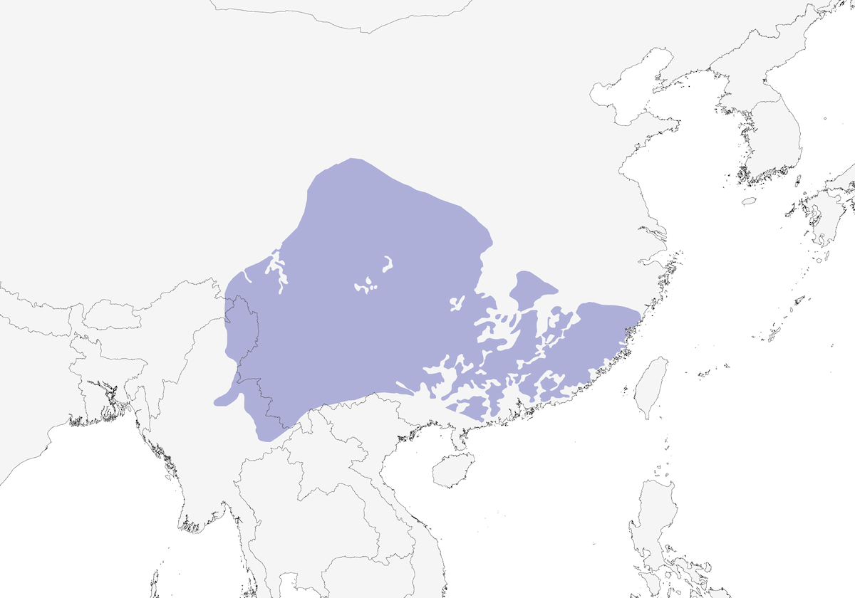 Babax de Chine, Distribution 1
