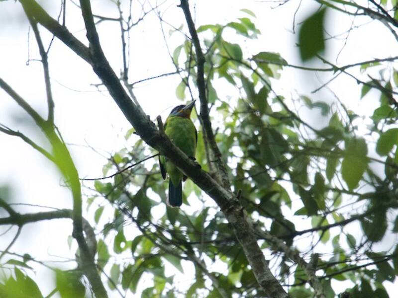 Barbu de Chine, Photos 4