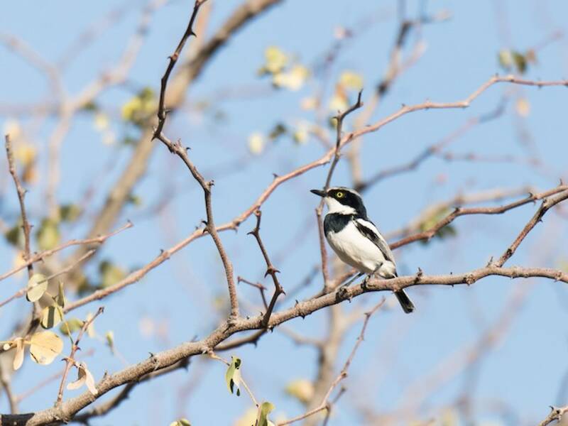 Batis cariblanco