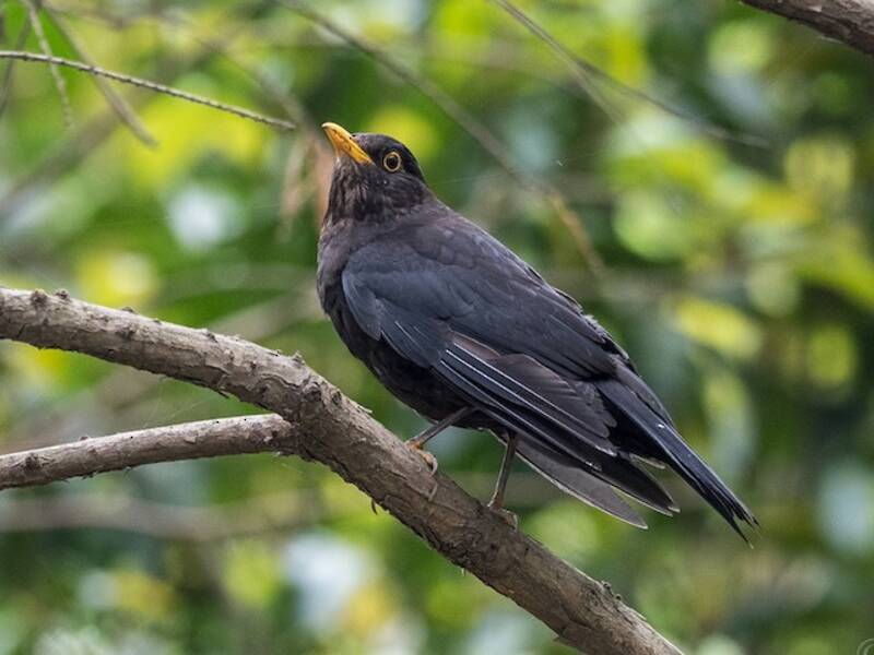 Chinese Blackbird, 照片 4