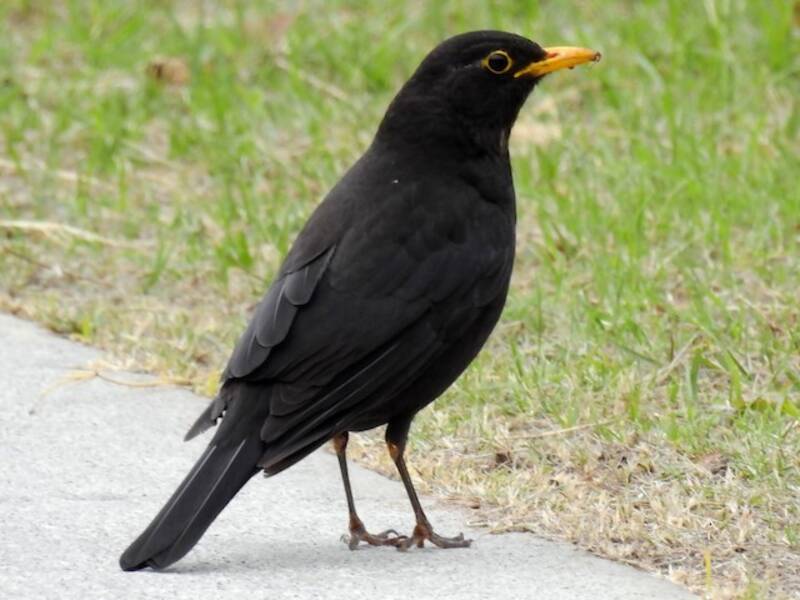 Chinese Blackbird, 照片 3